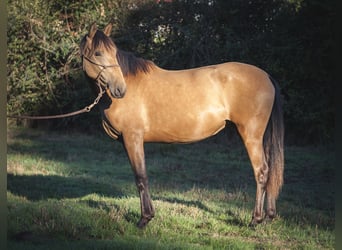 Andalou, Jument, 2 Ans, 160 cm, Isabelle