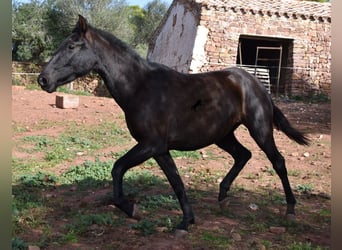 Andalou, Jument, 2 Ans, 160 cm, Noir