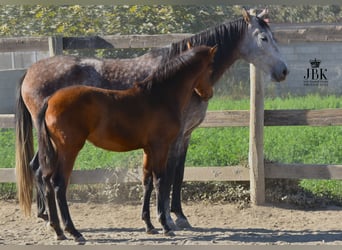 Andalou, Jument, 2 Ans, 160 cm, Peut devenir gris