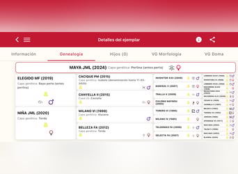 Andalou, Jument, 2 Ans, 162 cm