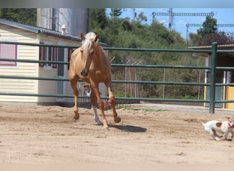 Andalou, Jument, 2 Ans, 166 cm, Palomino