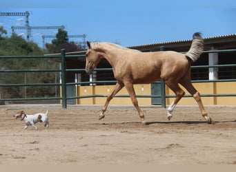 Andalou, Jument, 2 Ans, 166 cm, Palomino