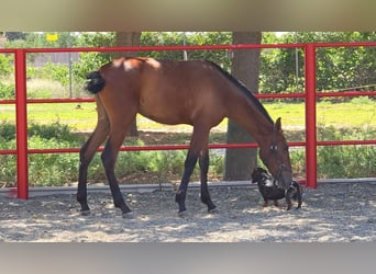 Andalou, Jument, 2 Ans, 168 cm, Bai cerise