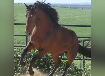 Andalou, Jument, 2 Ans, 168 cm, Bai cerise