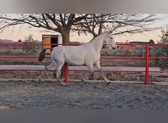 Andalou, Jument, 2 Ans, 168 cm, Bai cerise