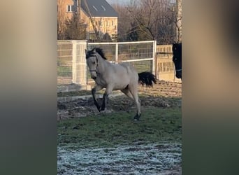 Andalou, Jument, 2 Ans, 168 cm, Isabelle