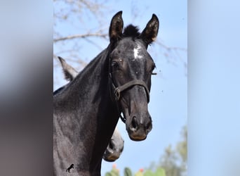 Andalou, Jument, 2 Ans, Gris