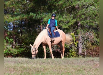 Andalou, Jument, 3 Ans, 150 cm, Palomino