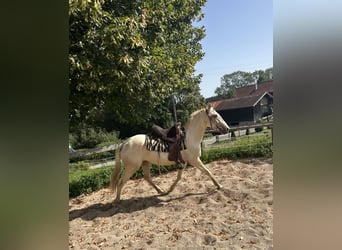 Andalou, Jument, 3 Ans, 150 cm, Palomino