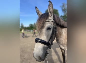 Andalou, Jument, 3 Ans, 153 cm, Gris pommelé