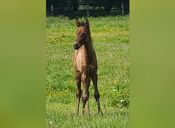 Andalou, Jument, 3 Ans, 155 cm, Gris (bai-dun)