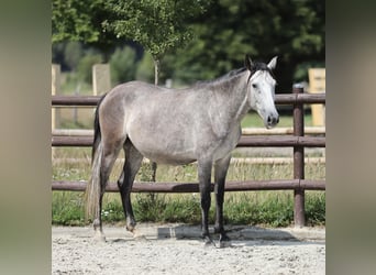 Andalou, Jument, 3 Ans, 155 cm, Gris