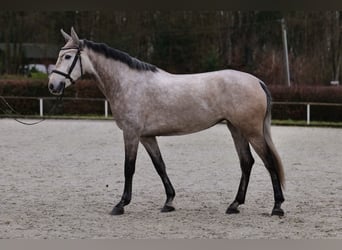 Andalou, Jument, 3 Ans, 155 cm, Gris