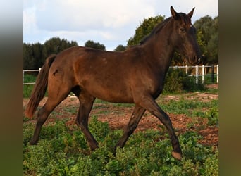 Andalou, Jument, 3 Ans, 158 cm, Noir