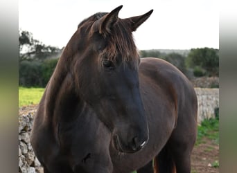 Andalou, Jument, 3 Ans, 158 cm, Noir