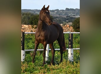 Andalou, Jument, 3 Ans, 158 cm, Noir