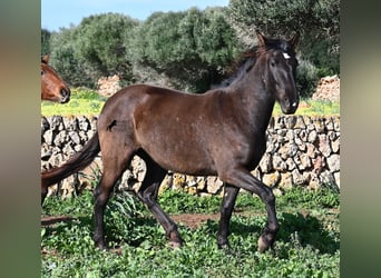 Andalou, Jument, 3 Ans, 158 cm, Noir