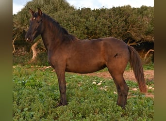 Andalou, Jument, 3 Ans, 158 cm, Noir