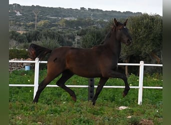 Andalou, Jument, 3 Ans, 158 cm, Noir