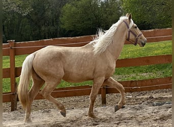 Andalou Croisé, Jument, 3 Ans, 158 cm, Palomino