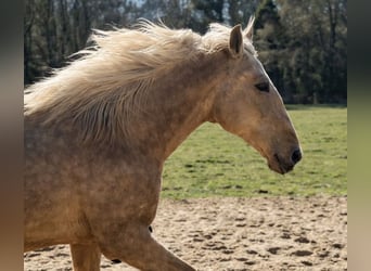 Andalou Croisé, Jument, 3 Ans, 158 cm, Palomino