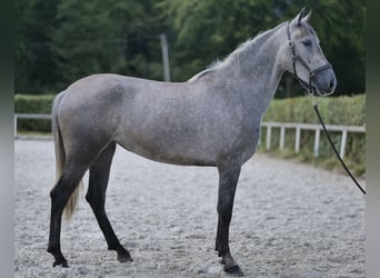 Andalou, Jument, 3 Ans, 158 cm, Rouan bleu