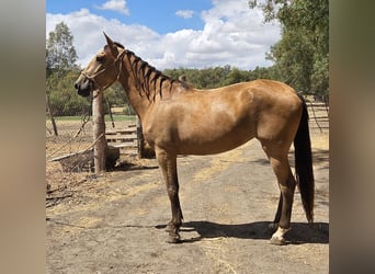 Andalou, Jument, 3 Ans, 159 cm, Buckskin