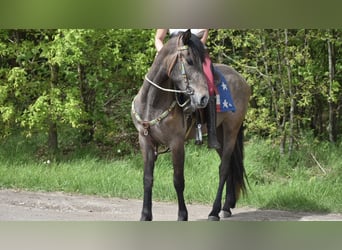 Andalou Croisé, Jument, 3 Ans, 159 cm, Rouan Rouge