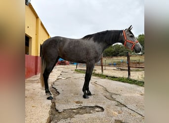 Andalou, Jument, 3 Ans, 161 cm, Gris