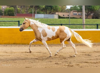 Andalou, Jument, 3 Ans, 161 cm, Pinto