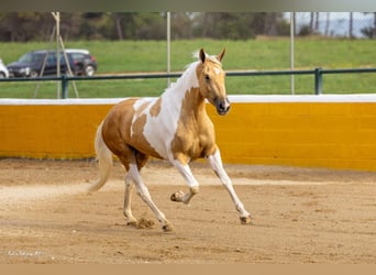 Andalou, Jument, 3 Ans, 161 cm, Pinto