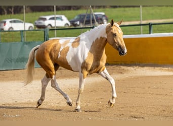 Andalou, Jument, 3 Ans, 161 cm, Pinto