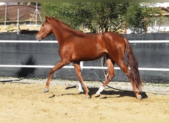 Andalou, Jument, 3 Ans, 162 cm, Alezan