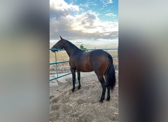 Andalou, Jument, 3 Ans, 170 cm