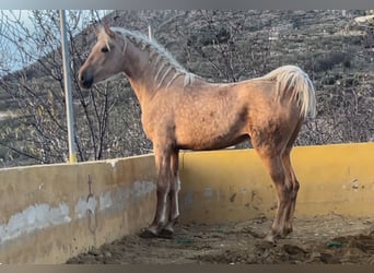Andalou, Jument, 3 Ans, 173 cm, Palomino
