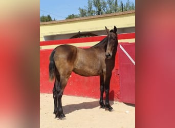 Andalou, Jument, 3 Ans, Bai cerise