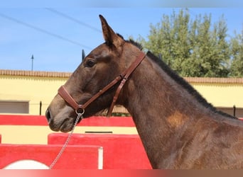 Andalou, Jument, 3 Ans, Bai cerise