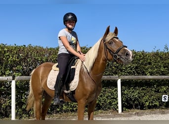 Andalou, Jument, 4 Ans, 138 cm, Palomino