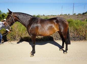 Andalou, Jument, 4 Ans, 152 cm, Bai cerise