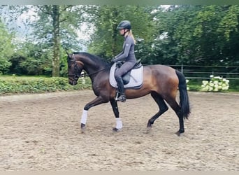 Andalou, Jument, 4 Ans, 152 cm, Bai