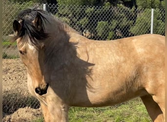 Andalou, Jument, 4 Ans, 152 cm, Isabelle