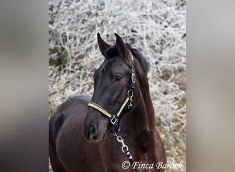 Andalou, Jument, 4 Ans, 152 cm, Noir