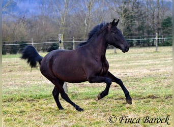 Andalou, Jument, 4 Ans, 152 cm, Noir