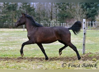 Andalou, Jument, 4 Ans, 152 cm, Noir