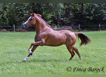 Andalou, Jument, 4 Ans, 153 cm, Alezan