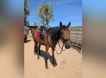 Andalou, Jument, 4 Ans, 153 cm, Bai