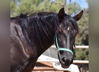 Andalou, Jument, 4 Ans, 153 cm, Noir