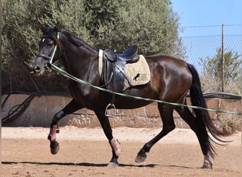 Andalou, Jument, 4 Ans, 153 cm, Noir