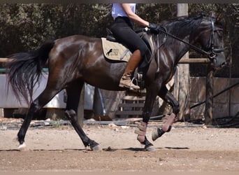 Andalou, Jument, 4 Ans, 153 cm, Noir