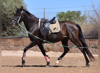 Andalou, Jument, 4 Ans, 153 cm, Noir